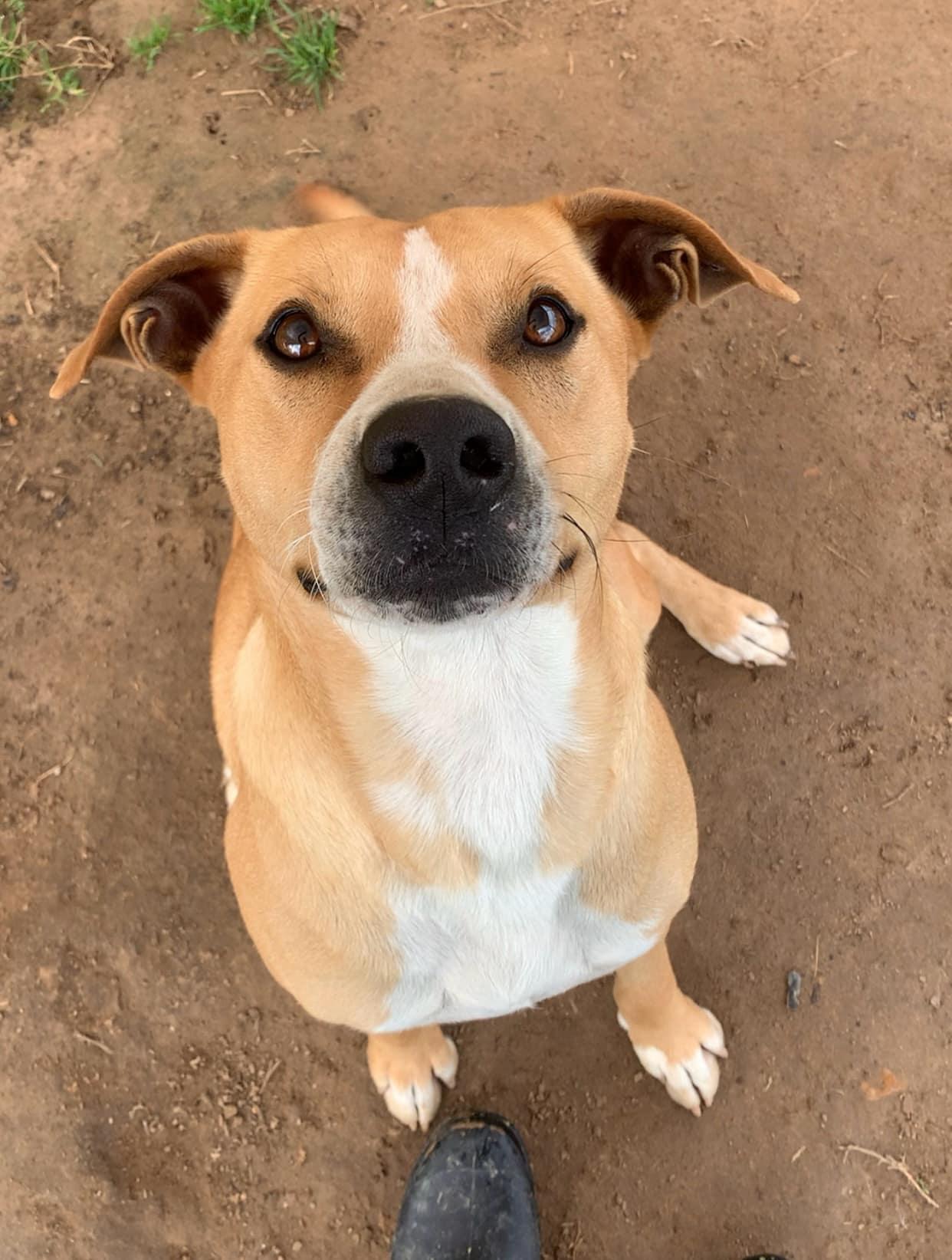 Enlarge Jackson, a Adoptable mixed breed in Mineola, TX image 1/1