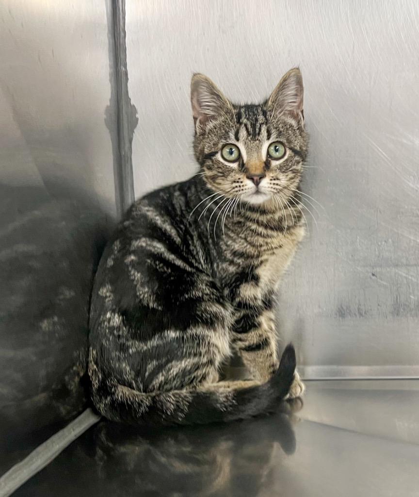 Nutmeg, Adoptable, Kitten Male Domestic Short Hair.