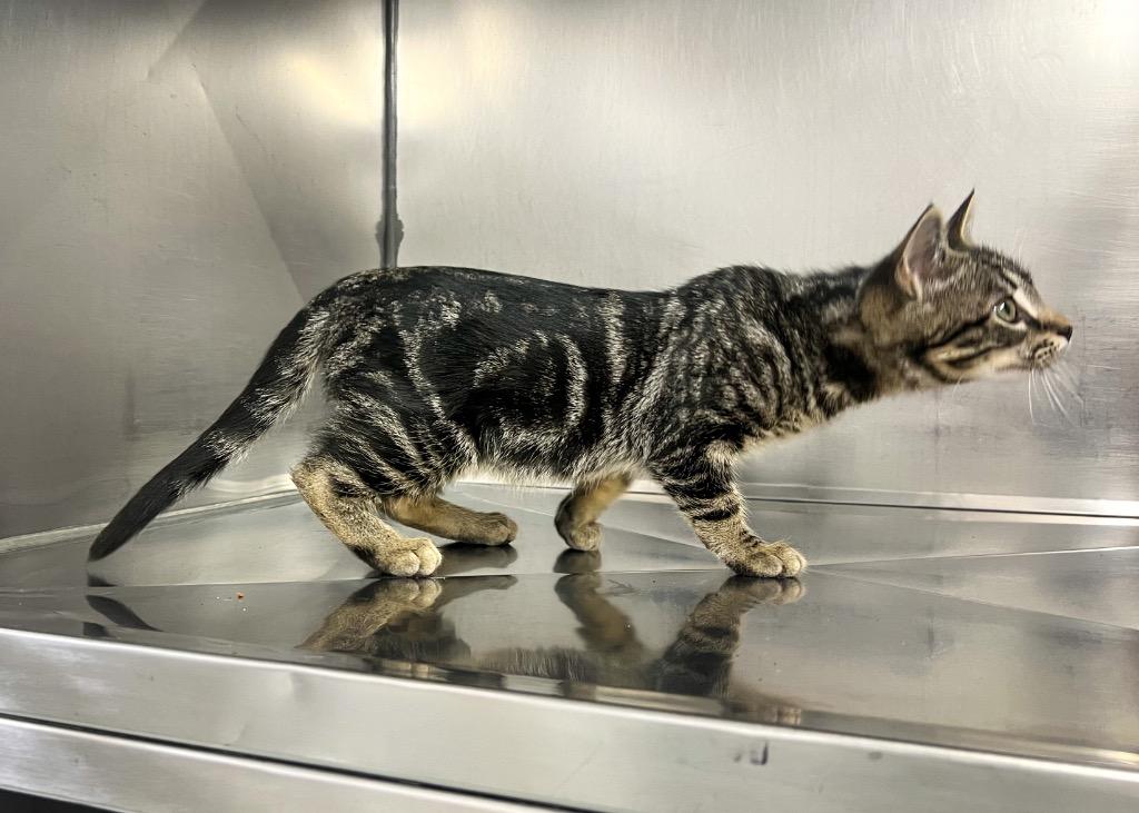 Enlarge Nutmeg, a Adoptable mixed breed in Murray, KY image 2/4