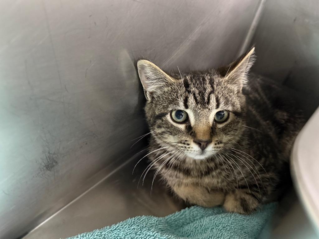 Enlarge Nutmeg, a Adoptable mixed breed in Murray, KY image 3/4