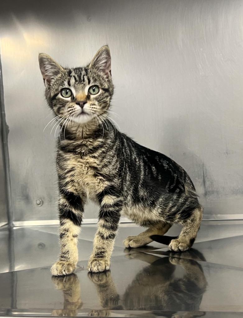 Enlarge Nutmeg, a Adoptable mixed breed in Murray, KY image 4/4