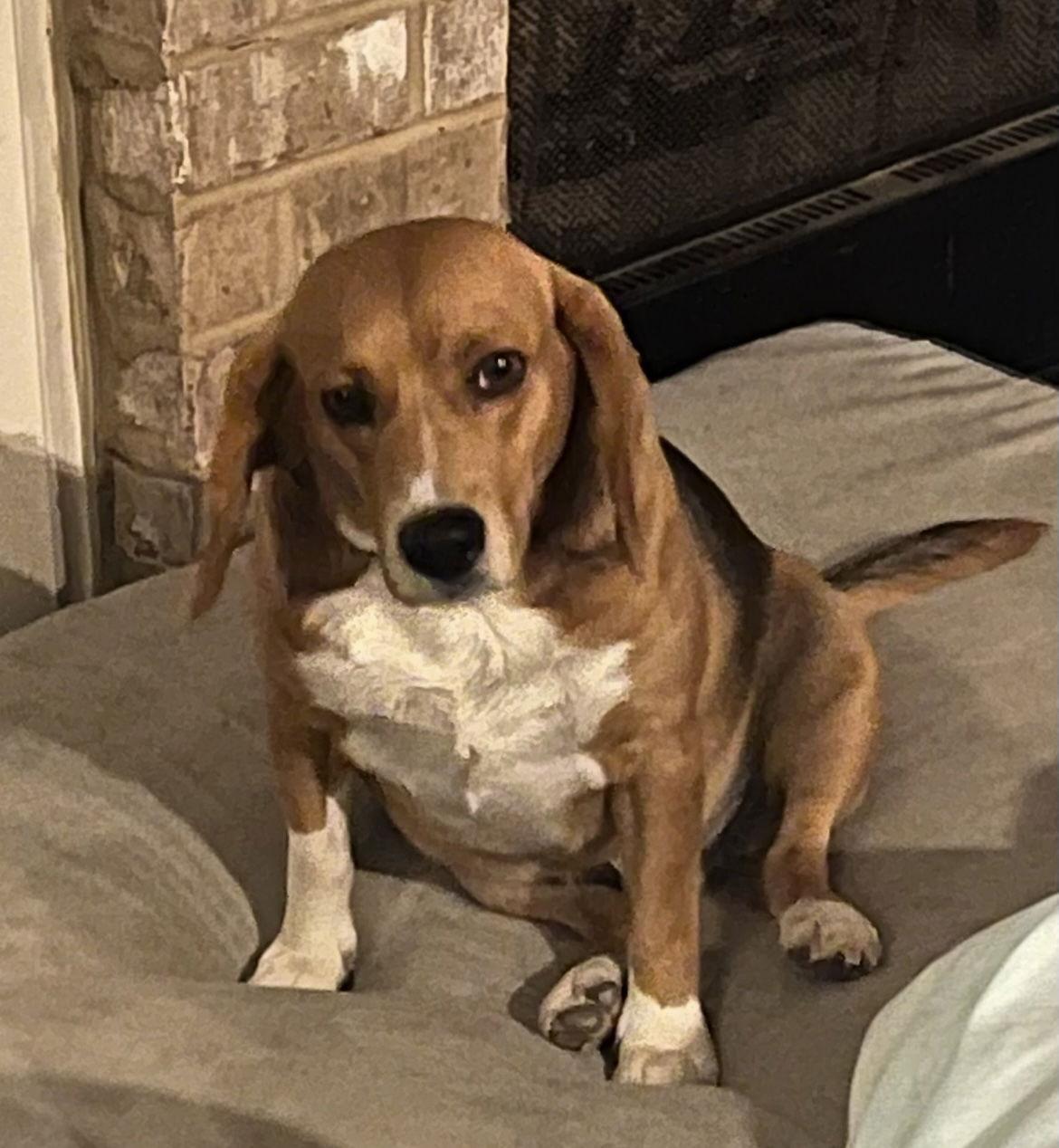 Winston Weaver, a Adoptable Beagle in Saunderstown, RI image 2/3