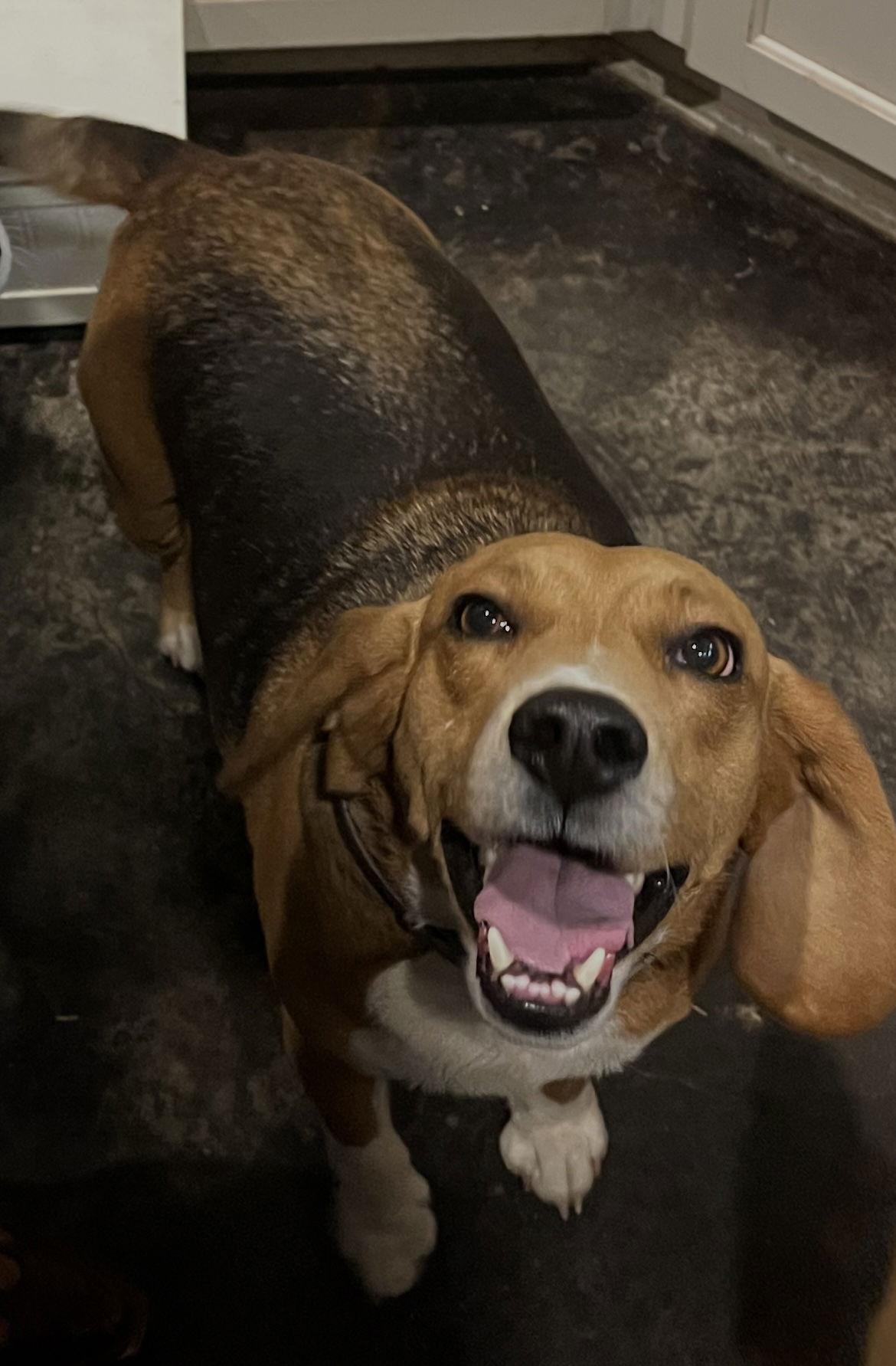 Winston Weaver, a Adoptable Beagle in Saunderstown, RI image 3/3
