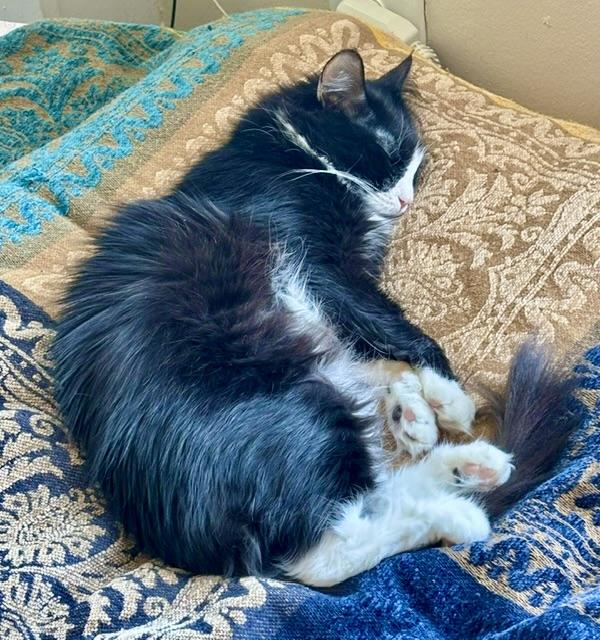 Enlarge Zofia, a Adopted Tuxedo in New York, NY image 4/5