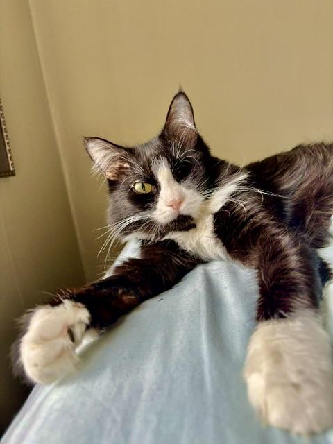 Enlarge Zofia, a Adopted Tuxedo in New York, NY image 2/5