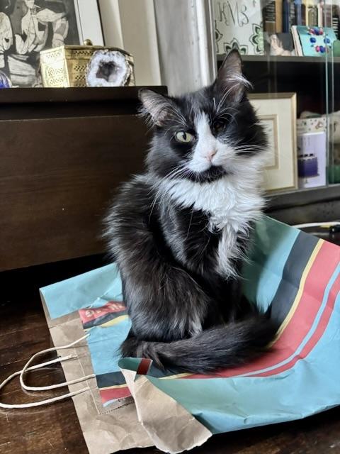 Zofia, Adopted, Young Female Tuxedo.