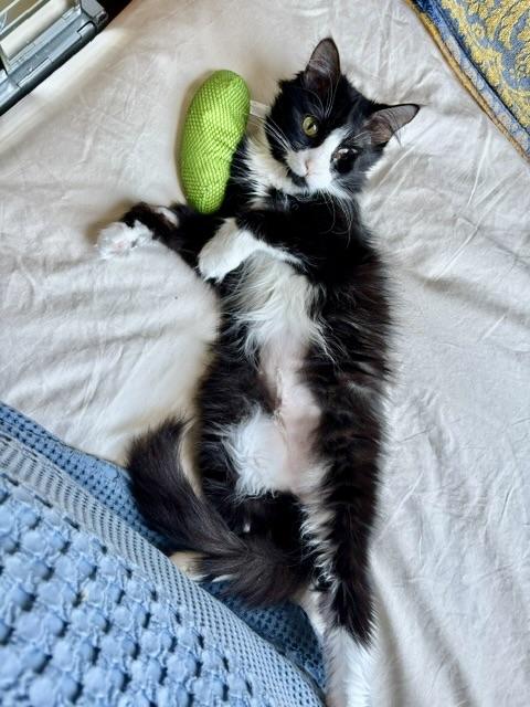 Enlarge Zofia, a Adopted Tuxedo in New York, NY image 3/5