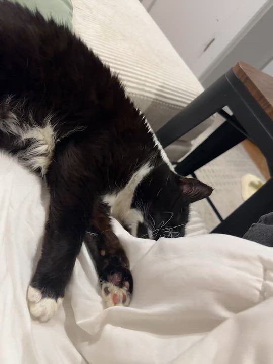 Enlarge Zofia, a Adopted Tuxedo in New York, NY video 5/5