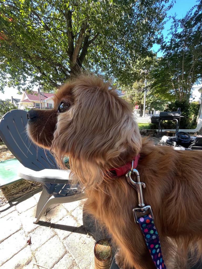 Enlarge Romeo, a Adoptable Cavalier King Charles Spaniel in Freehold, NJ image 2/3