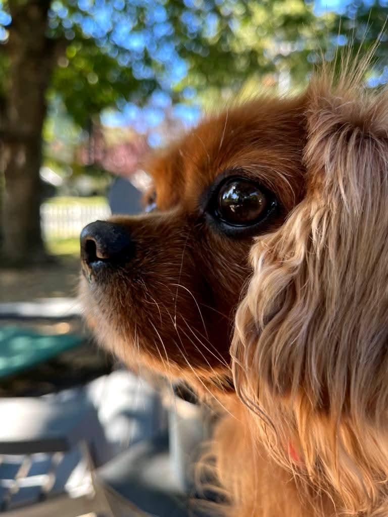 Romeo, Adoptable, Adult Male Cavalier King Charles Spaniel.