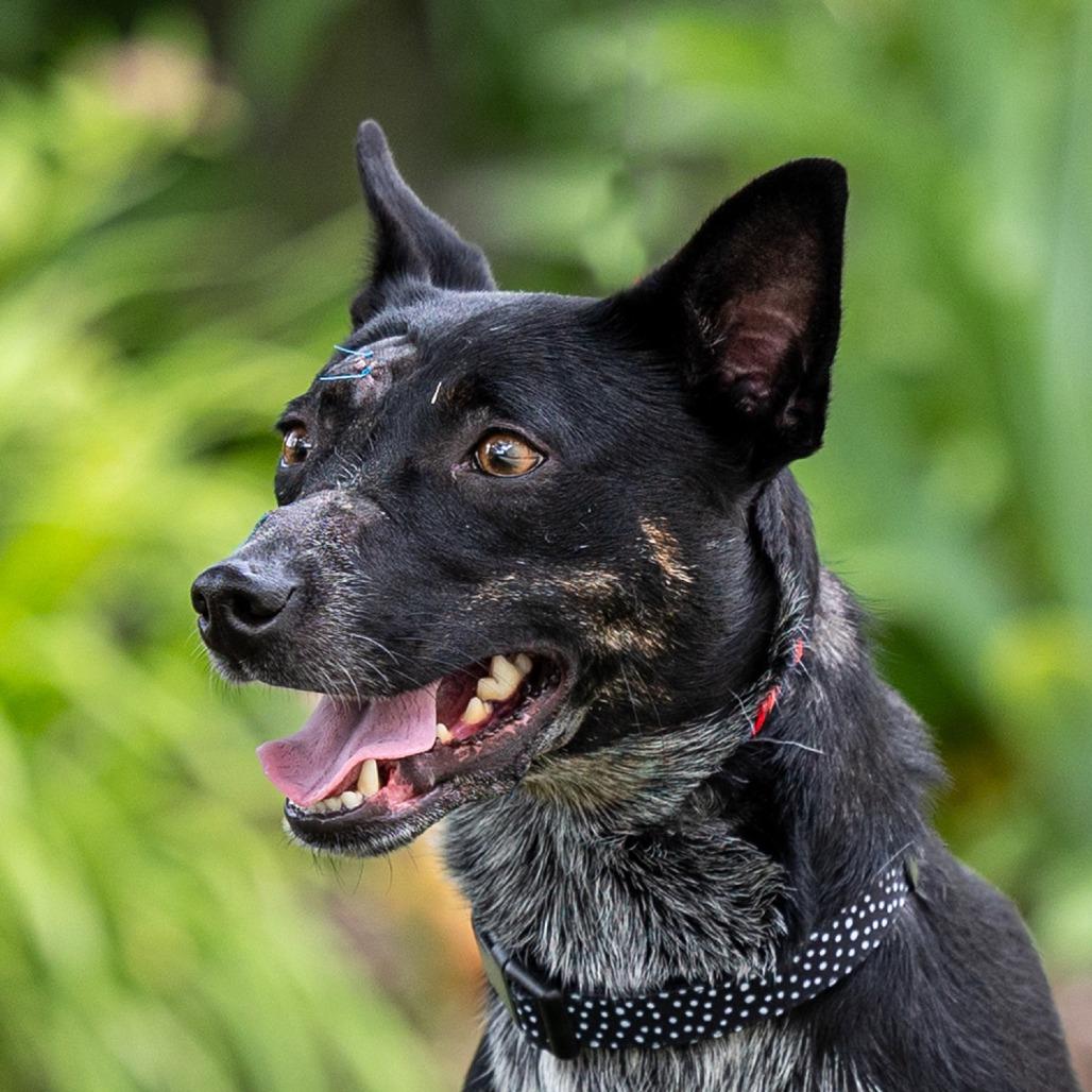 Kim, Adoptable, Adult Female Australian Cattle Dog / Blue Heeler.