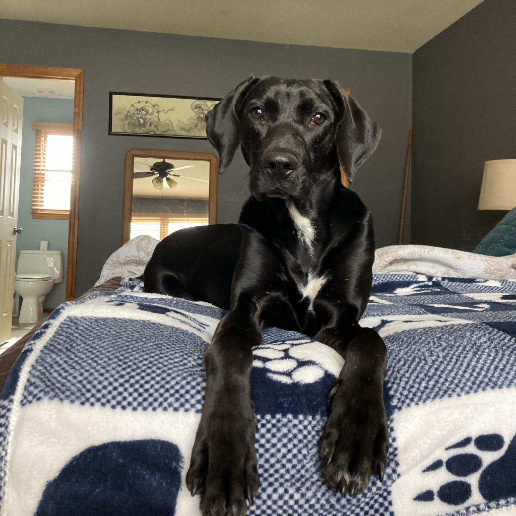 Phoebe 09-1747, Adoptable, Adult Female Hound.