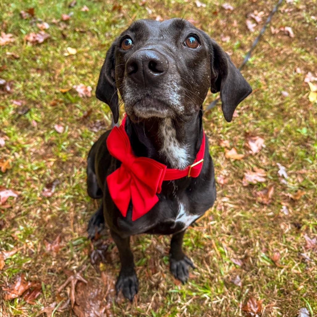 Enlarge Phoebe 09-1747, a Adoptable Hound in Tyrone, GA image 2/6