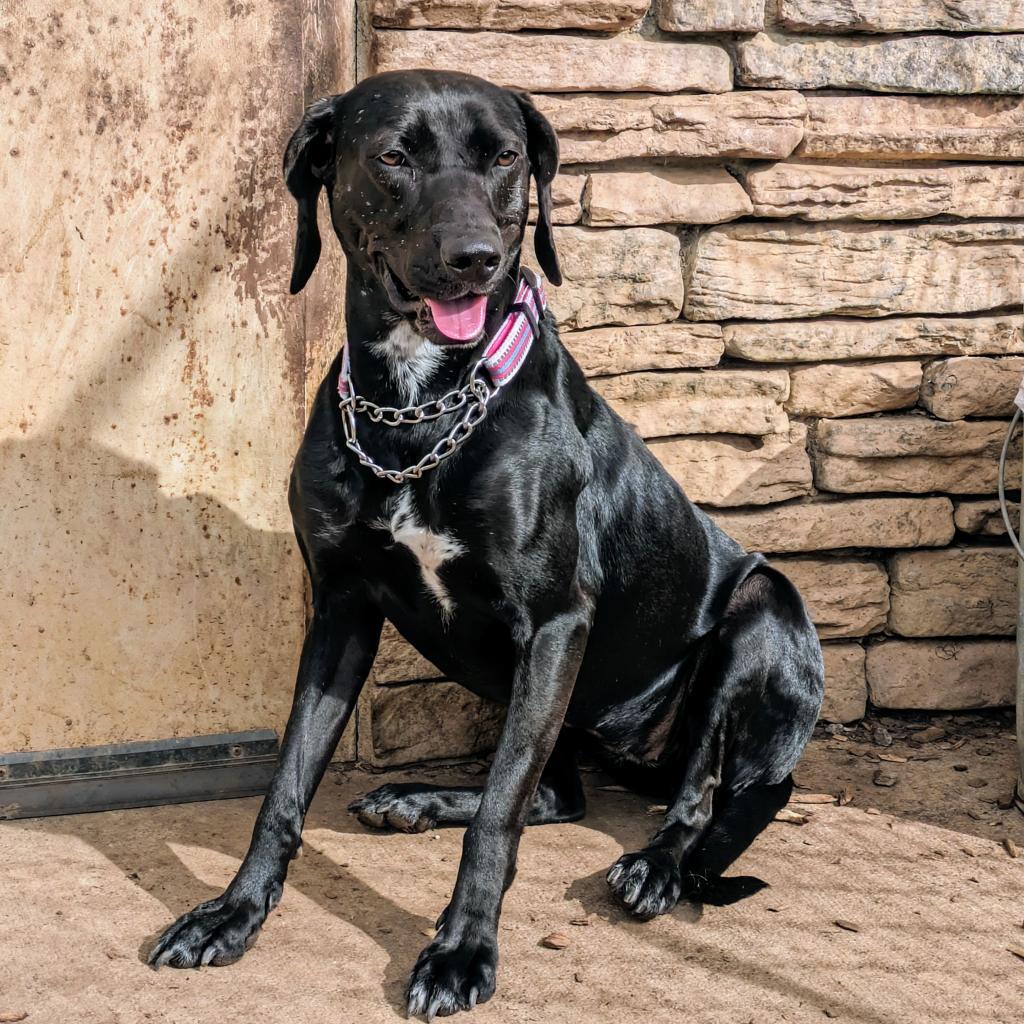 Enlarge Phoebe 09-1747, a Adoptable Hound in Tyrone, GA image 3/6