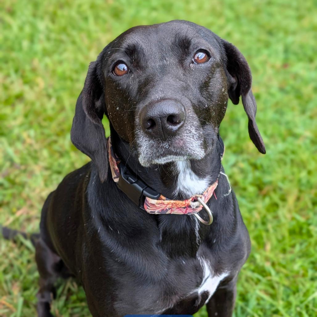 Enlarge Phoebe 09-1747, a Adoptable Hound in Tyrone, GA image 3/6