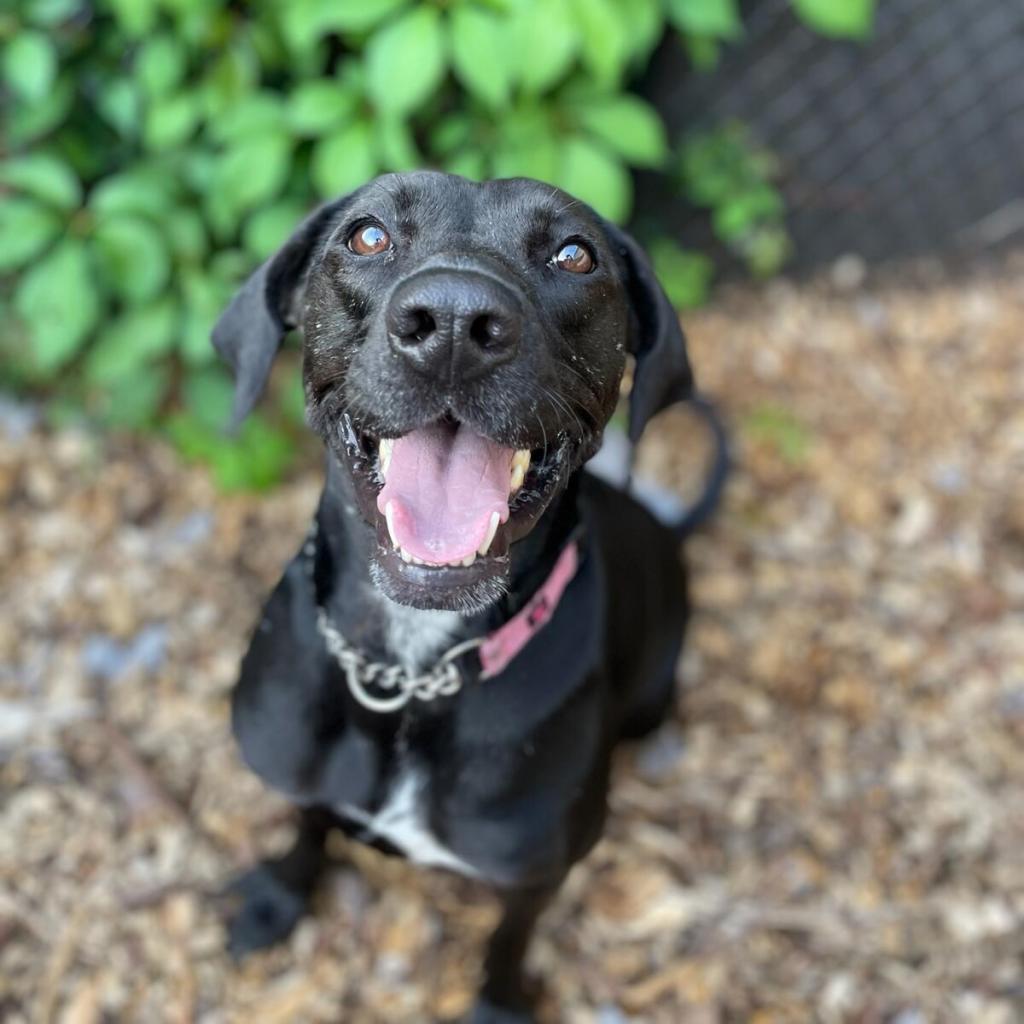 Enlarge Phoebe 09-1747, a Adoptable Hound in Tyrone, GA image 4/6