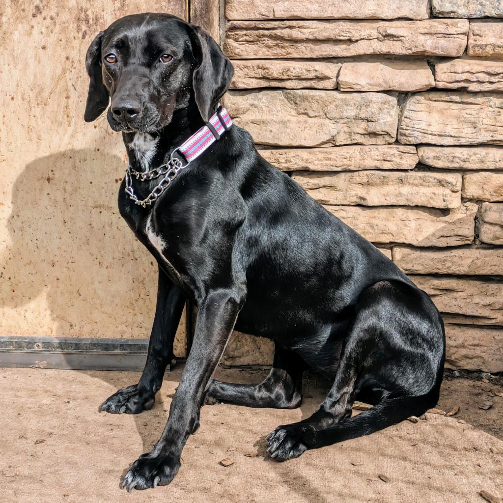 Enlarge Phoebe 09-1747, a Adoptable Hound in Tyrone, GA image 5/6