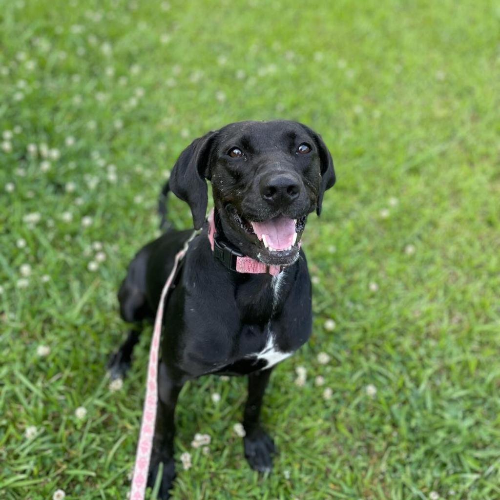 Enlarge Phoebe 09-1747, a Adoptable Hound in Tyrone, GA image 6/6