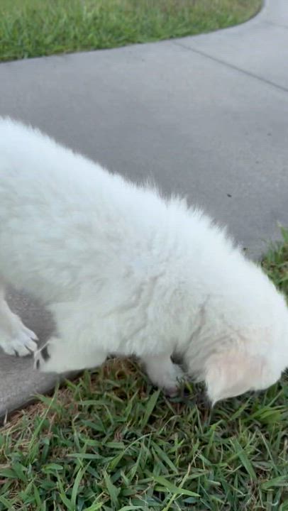Enlarge Bubbles & Harry, a ADOPTABLE mixed breed in Pilot Point, TX video 4/4