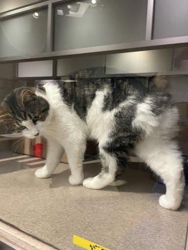 Jules, Adoptable, Adult Female Domestic Short Hair & Domestic Short Hair.