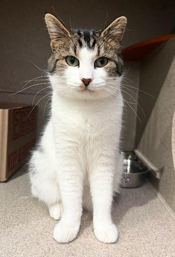 Enlarge Jules, a Adoptable mixed breed in Washington, DC image 2/2