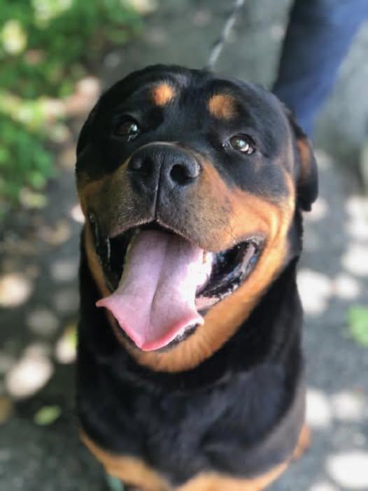Enlarge BROCK, a Adopted Rottweiler in Chapel Hill, NC image 1/6