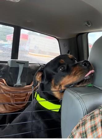 BROCK, Adopted, Young Male Rottweiler.