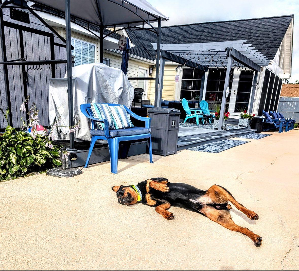 Enlarge BROCK, a Adopted Rottweiler in Chapel Hill, NC image 3/6