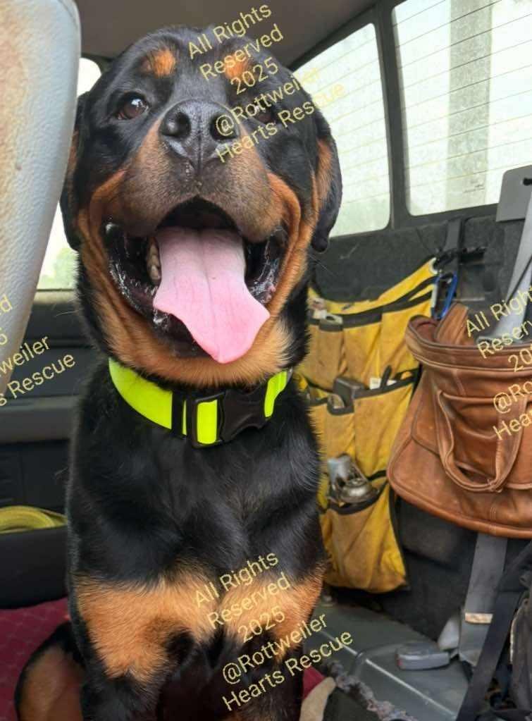 Enlarge BROCK, a Adopted Rottweiler in Chapel Hill, NC image 4/6