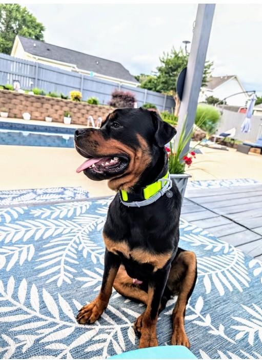 Enlarge BROCK, a Adopted Rottweiler in Chapel Hill, NC image 5/6
