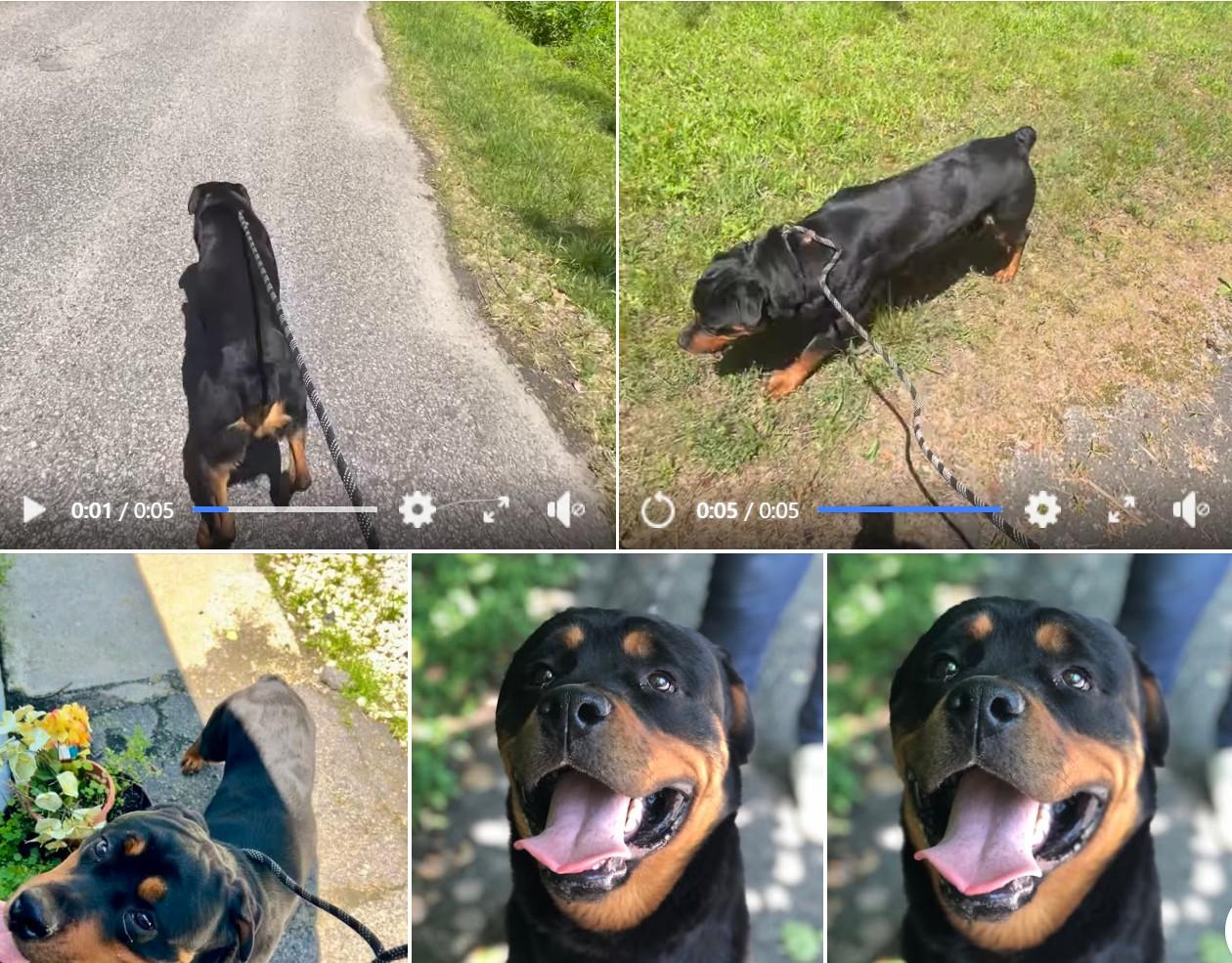 Enlarge BROCK, a Adopted Rottweiler in Chapel Hill, NC image 6/6