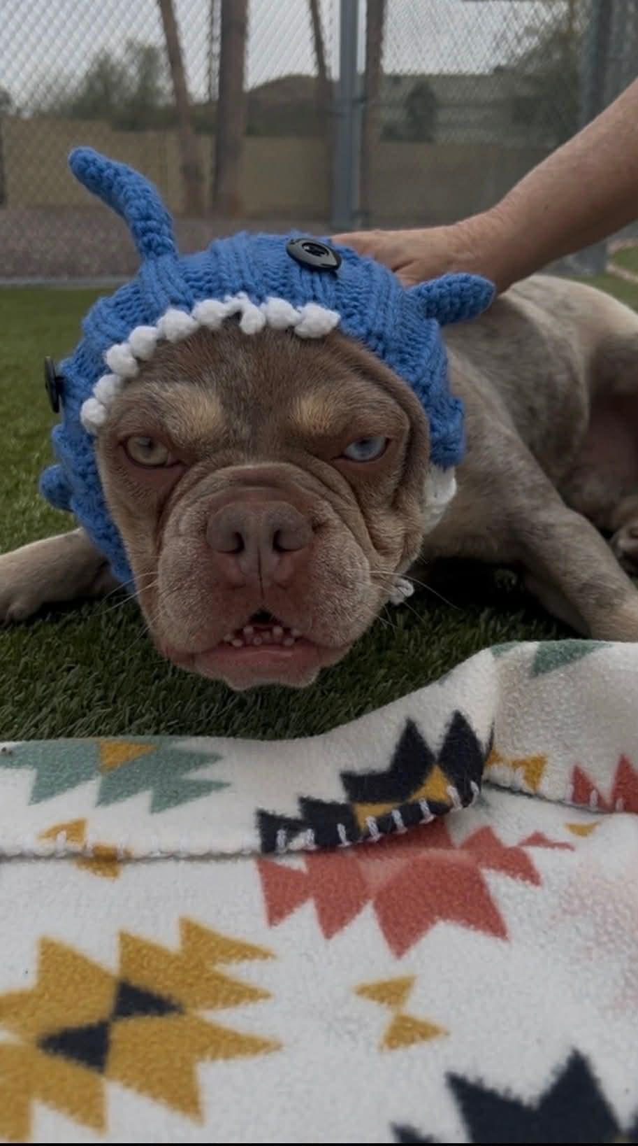 Enlarge Vinny, a ADOPTABLE French Bulldog in Phoenix, AZ image 3/6