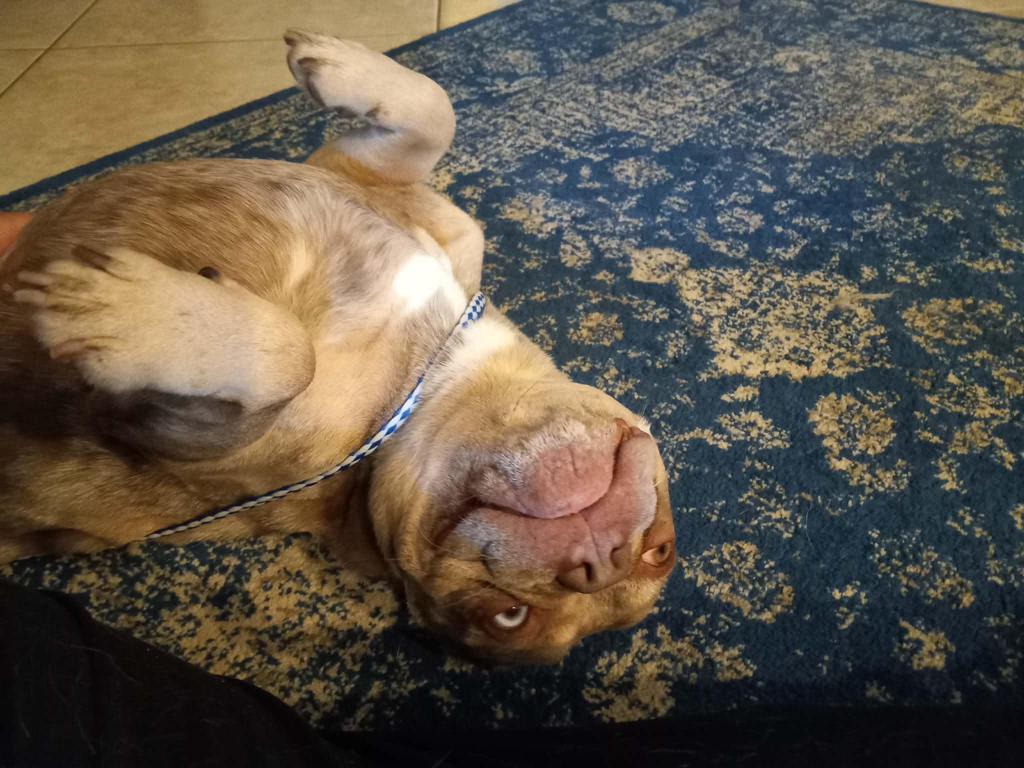 Enlarge Vinny, a ADOPTABLE French Bulldog in Phoenix, AZ image 6/6