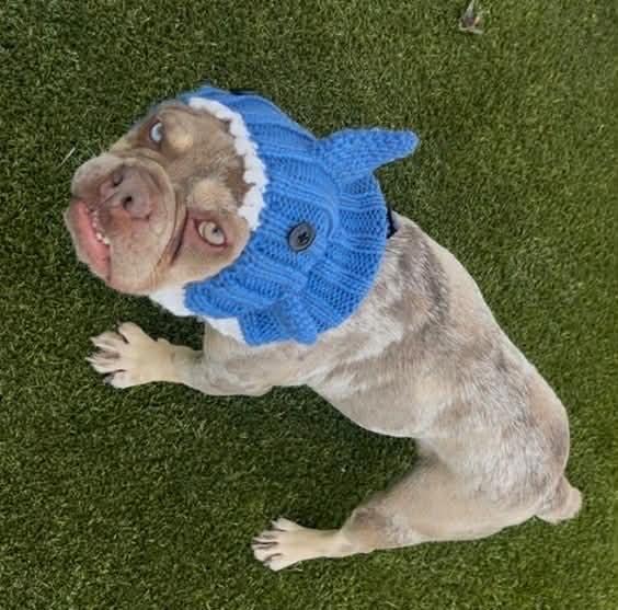 Enlarge Vinny, a ADOPTABLE French Bulldog in Phoenix, AZ image 1/6