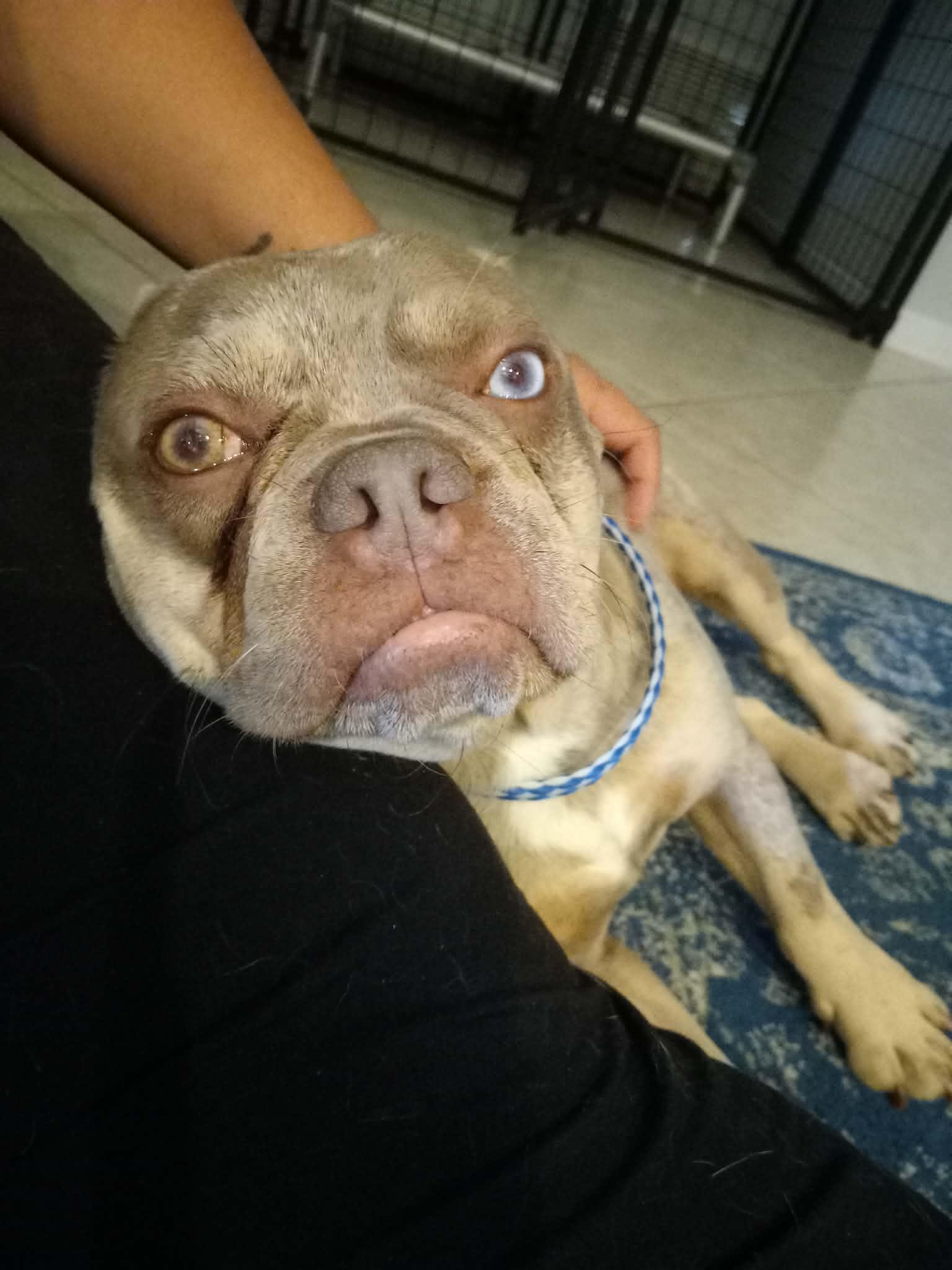 Enlarge Vinny, a ADOPTABLE French Bulldog in Phoenix, AZ image 5/6