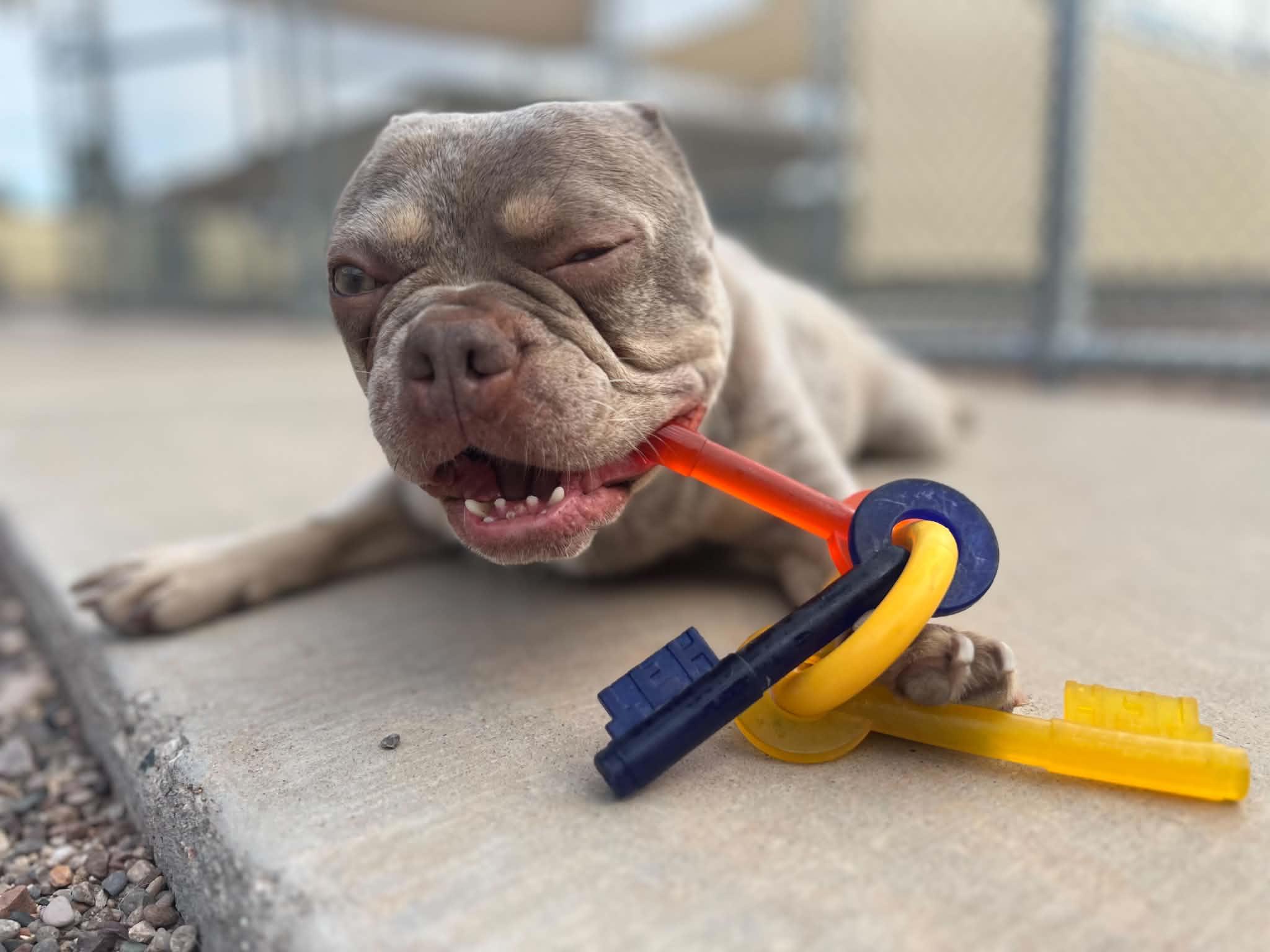 Enlarge Vinny, a Adoptable French Bulldog in Phoenix, AZ image 5/6