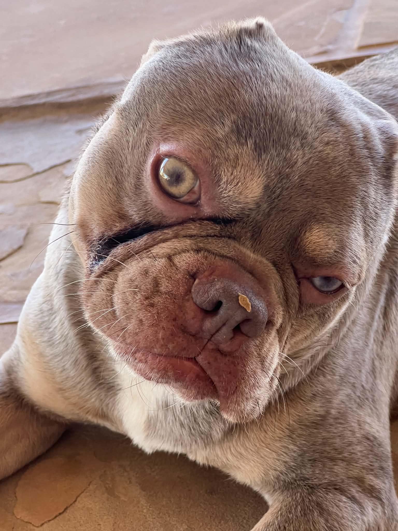 Enlarge Vinny, a Adoptable French Bulldog in Phoenix, AZ image 2/6