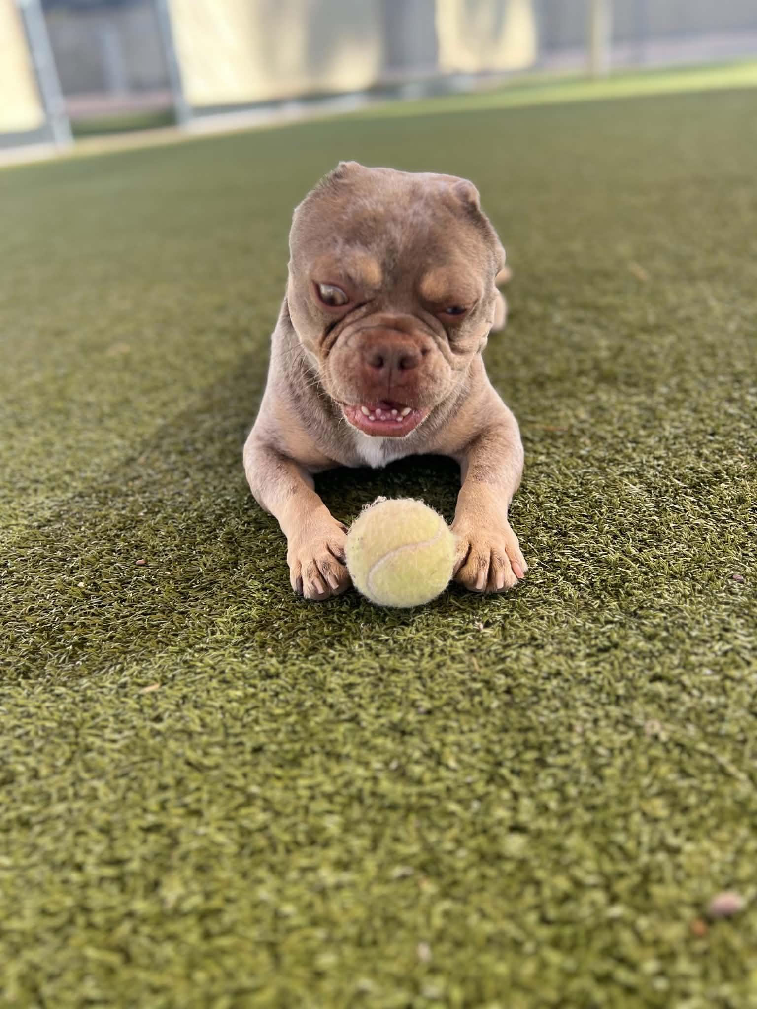 Enlarge Vinny, a Adoptable French Bulldog in Phoenix, AZ image 6/6