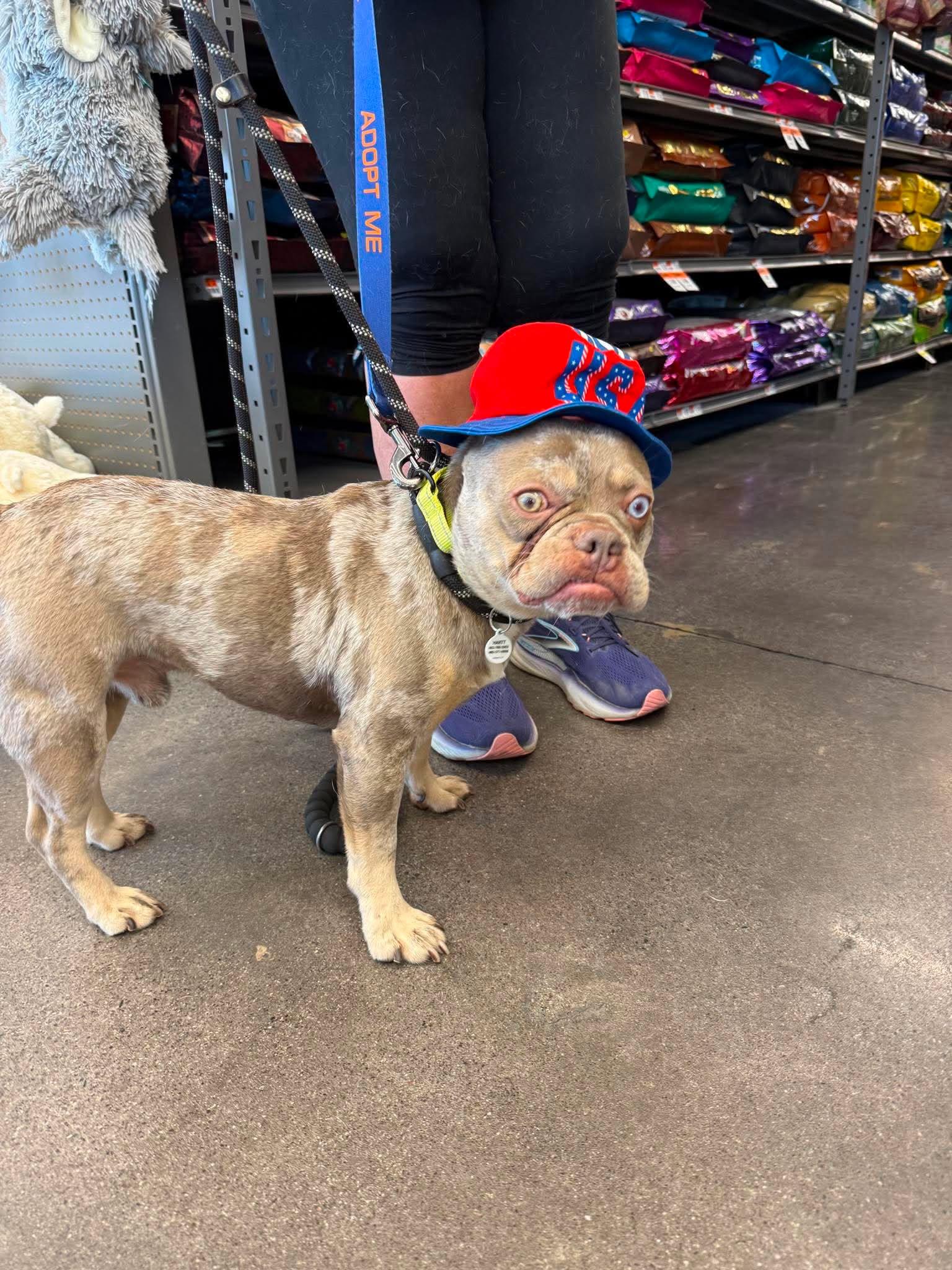 Vinny, a ADOPTABLE French Bulldog in Phoenix, AZ image 1/6
