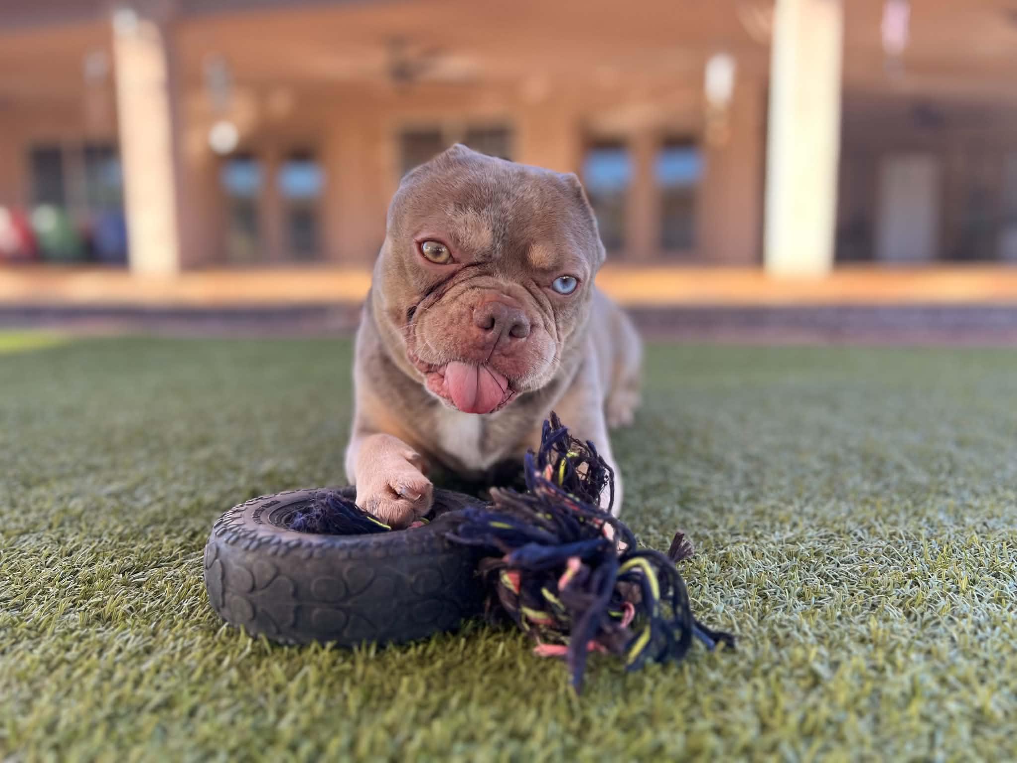 Enlarge Vinny, a Adoptable French Bulldog in Phoenix, AZ image 1/6