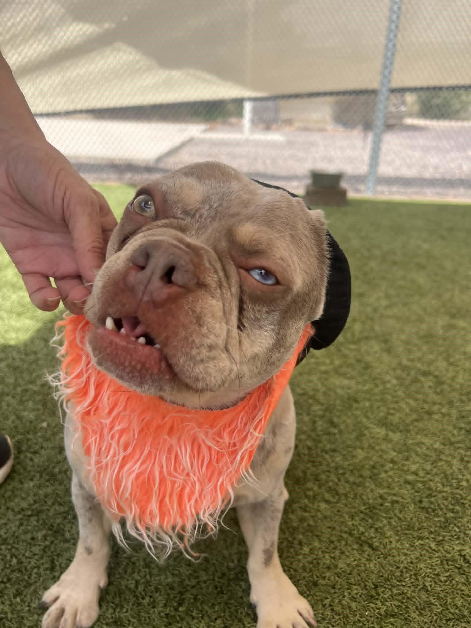 Enlarge Vinny, a ADOPTABLE French Bulldog in Phoenix, AZ image 1/6