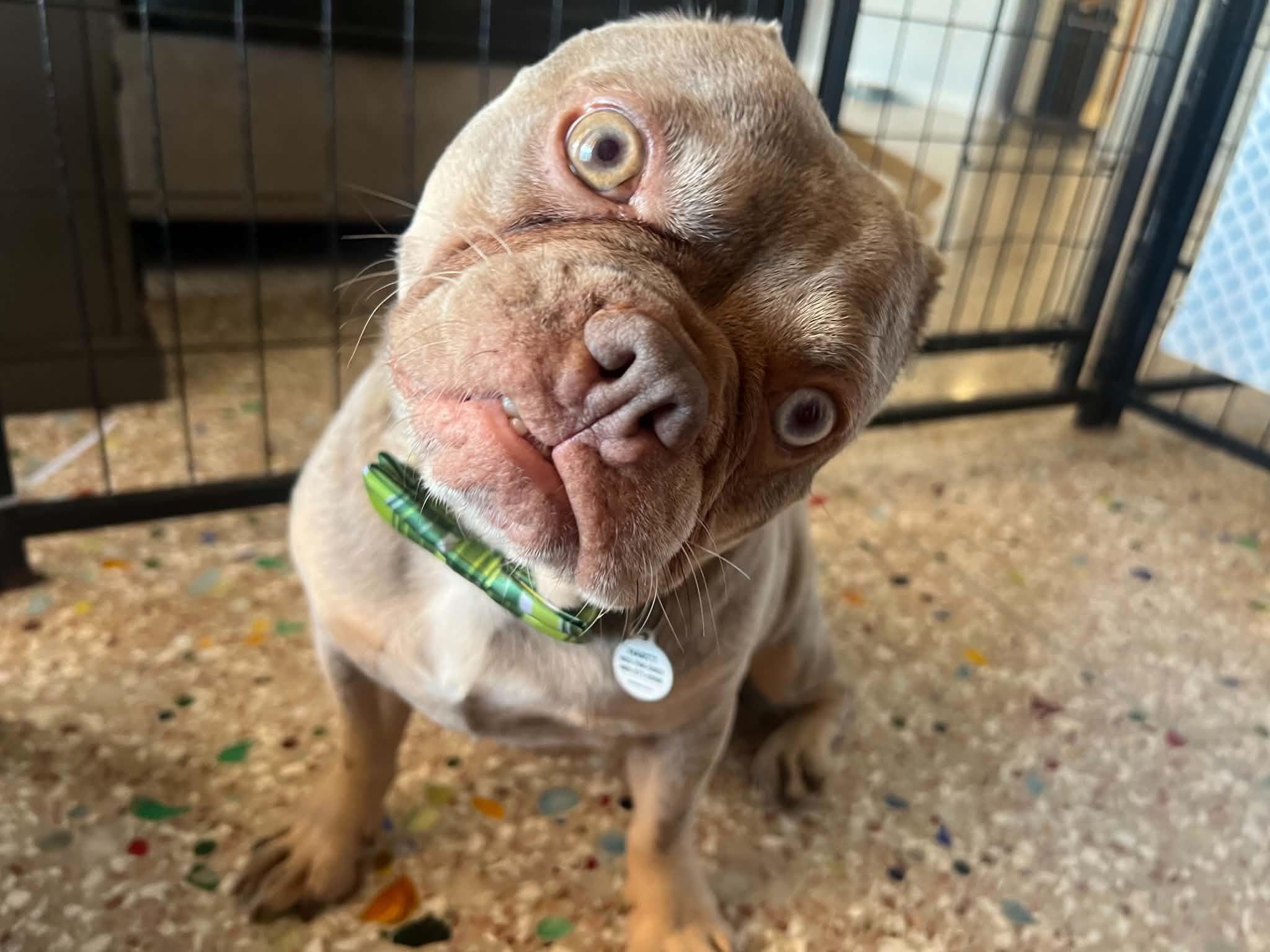 Enlarge Vinny, a Adoptable French Bulldog in Phoenix, AZ image 3/6