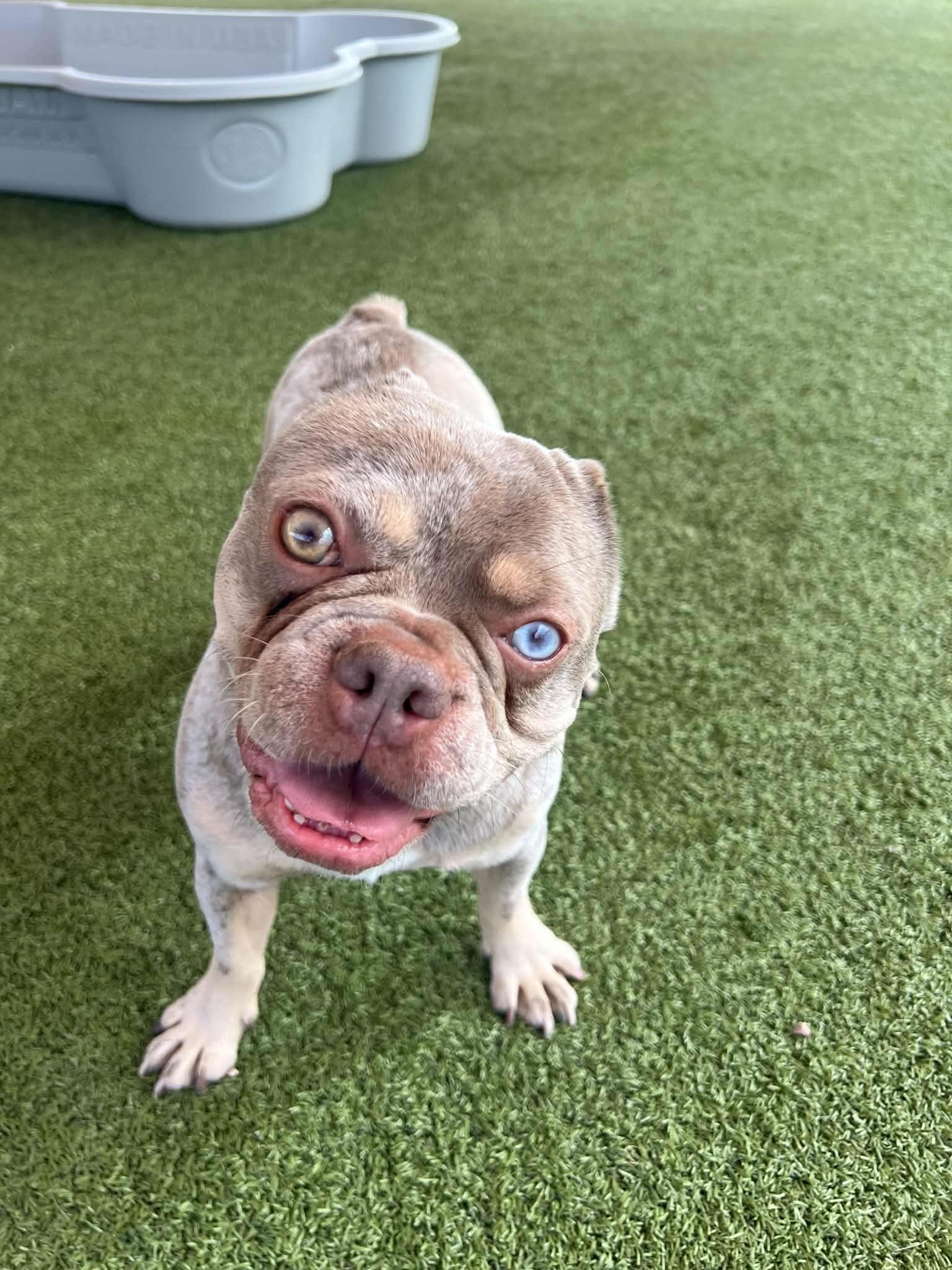 Enlarge Vinny, a Adoptable French Bulldog in Phoenix, AZ image 4/6