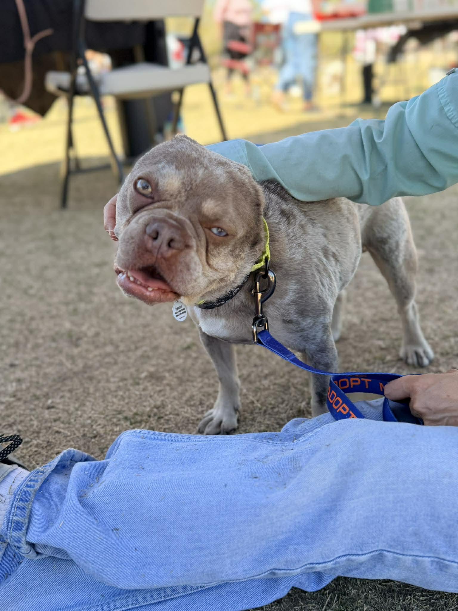 Enlarge Vinny, a ADOPTABLE French Bulldog in Phoenix, AZ image 5/6