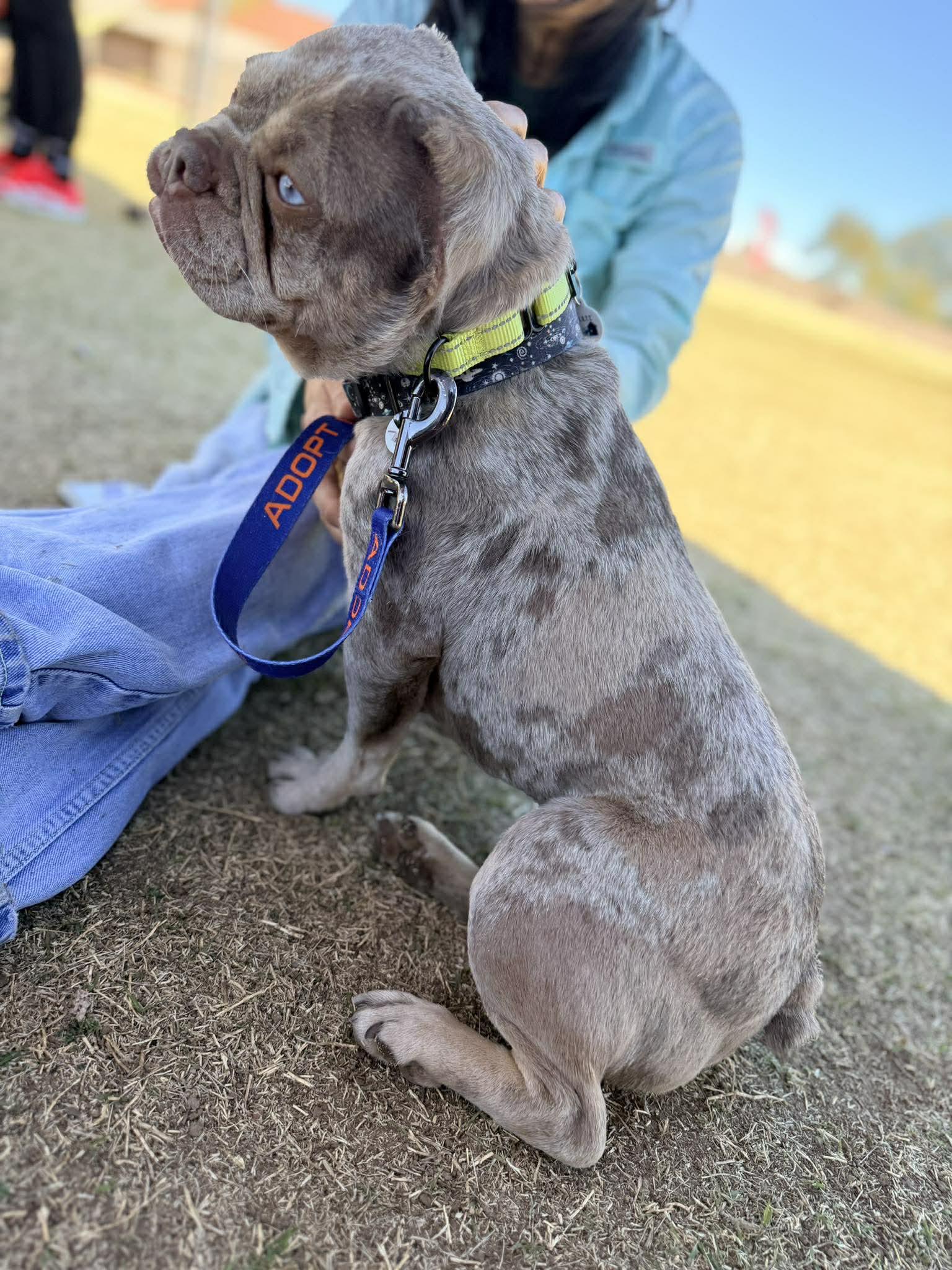 Enlarge Vinny, a ADOPTABLE French Bulldog in Phoenix, AZ image 6/6