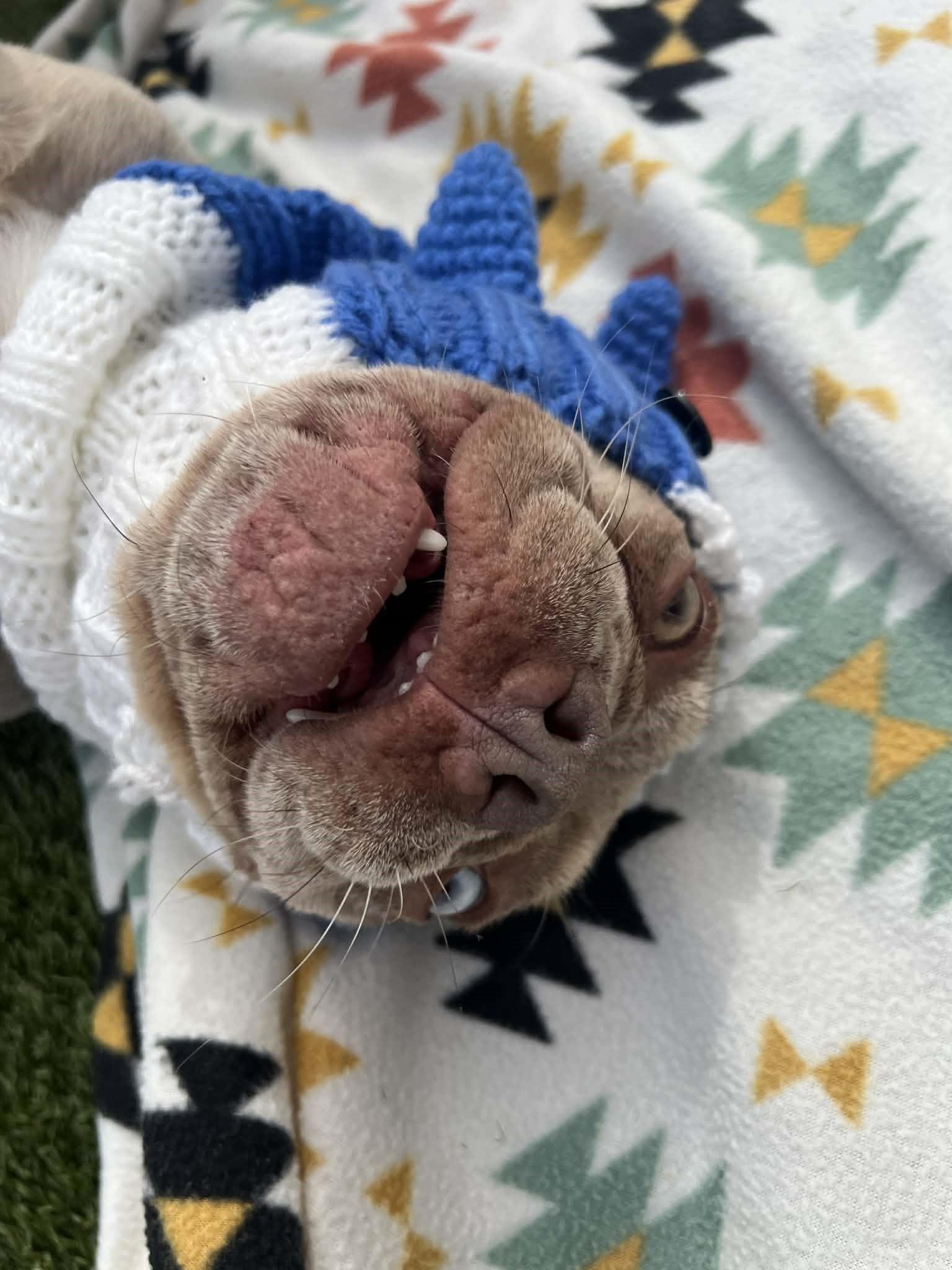 Enlarge Vinny, a ADOPTABLE French Bulldog in Phoenix, AZ image 2/6