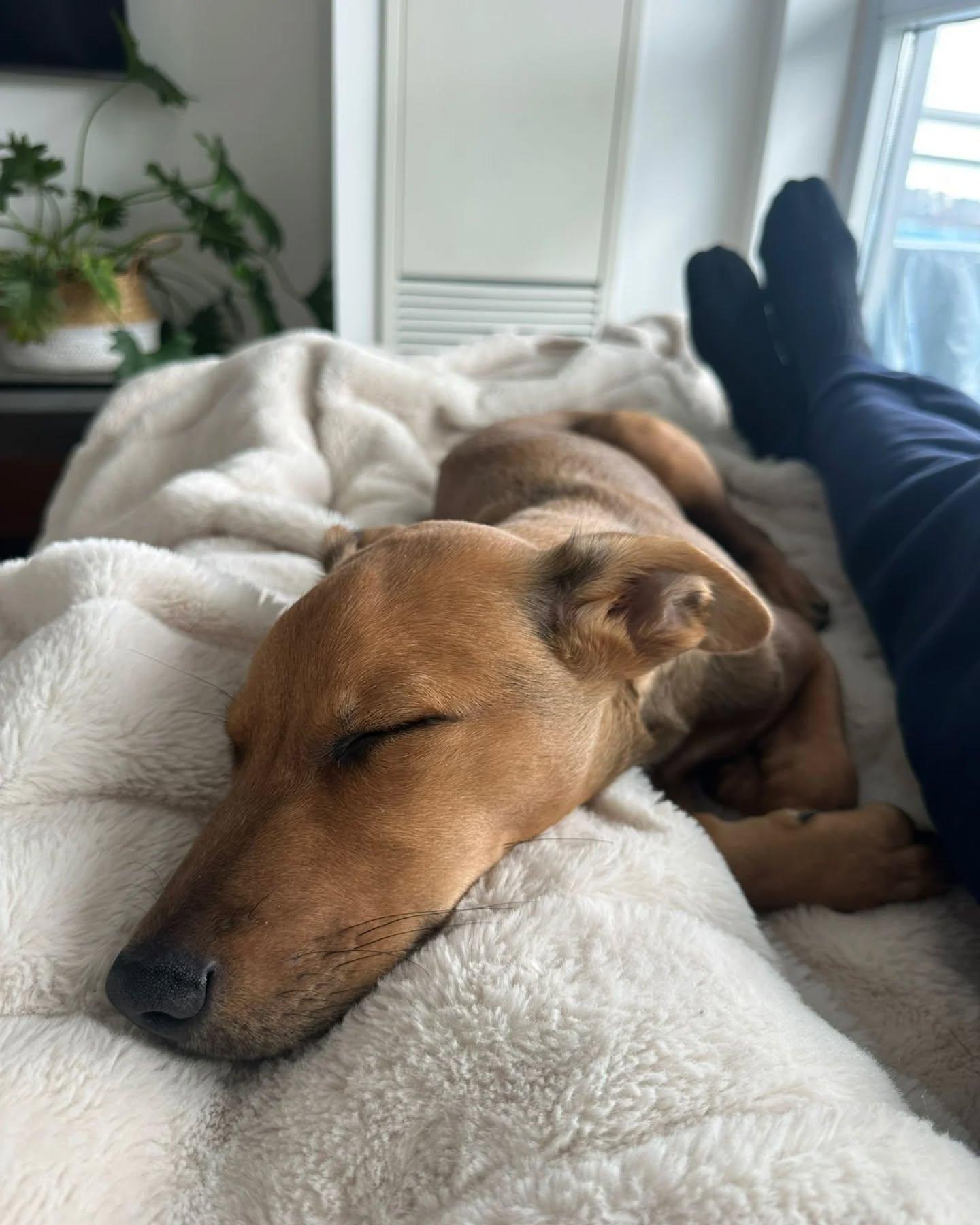 Enlarge Grant, an adopted Mixed Breed in Etobicoke, ON image 4/6