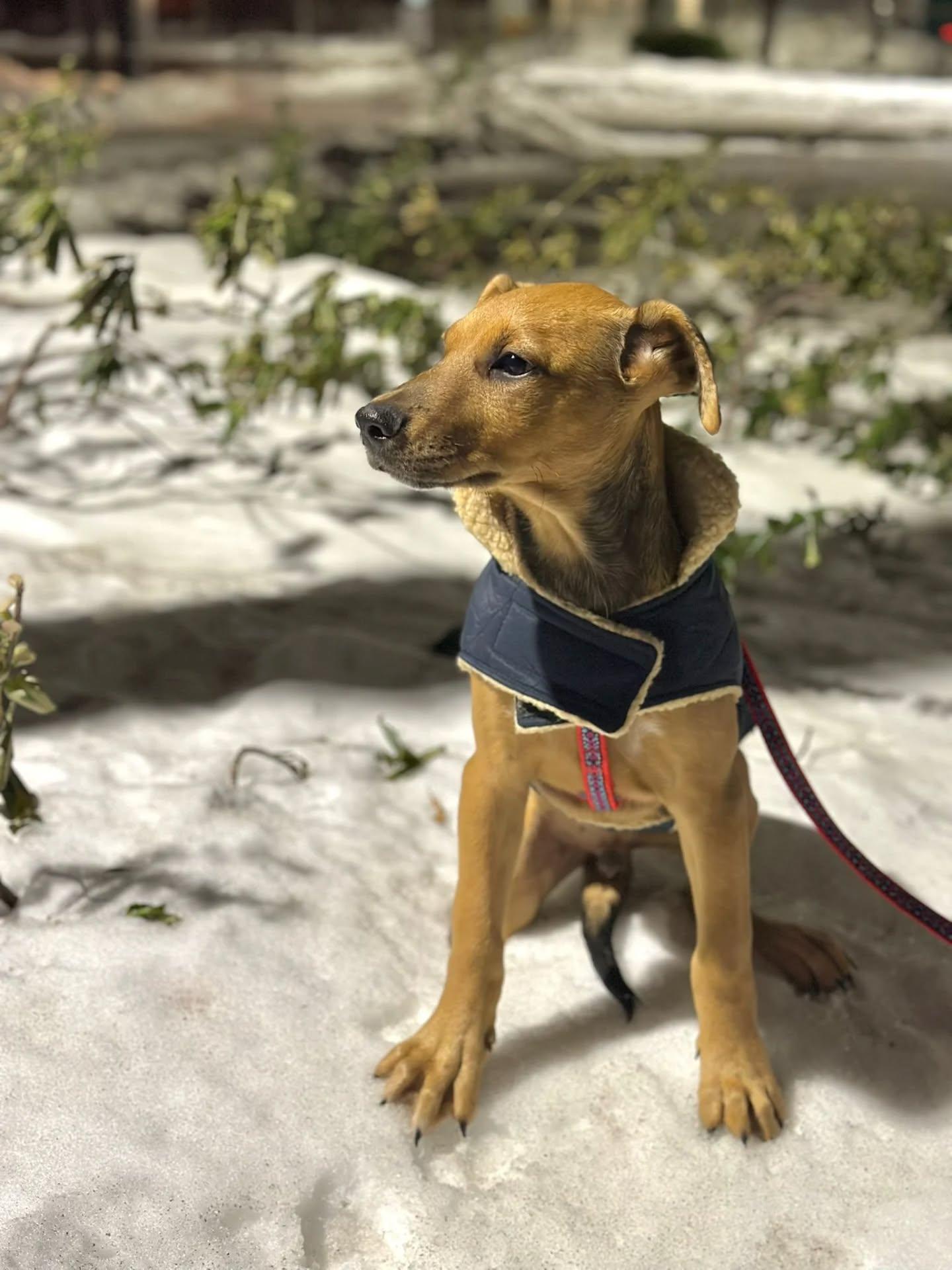 Enlarge Grant, an adopted Mixed Breed in Etobicoke, ON image 3/6