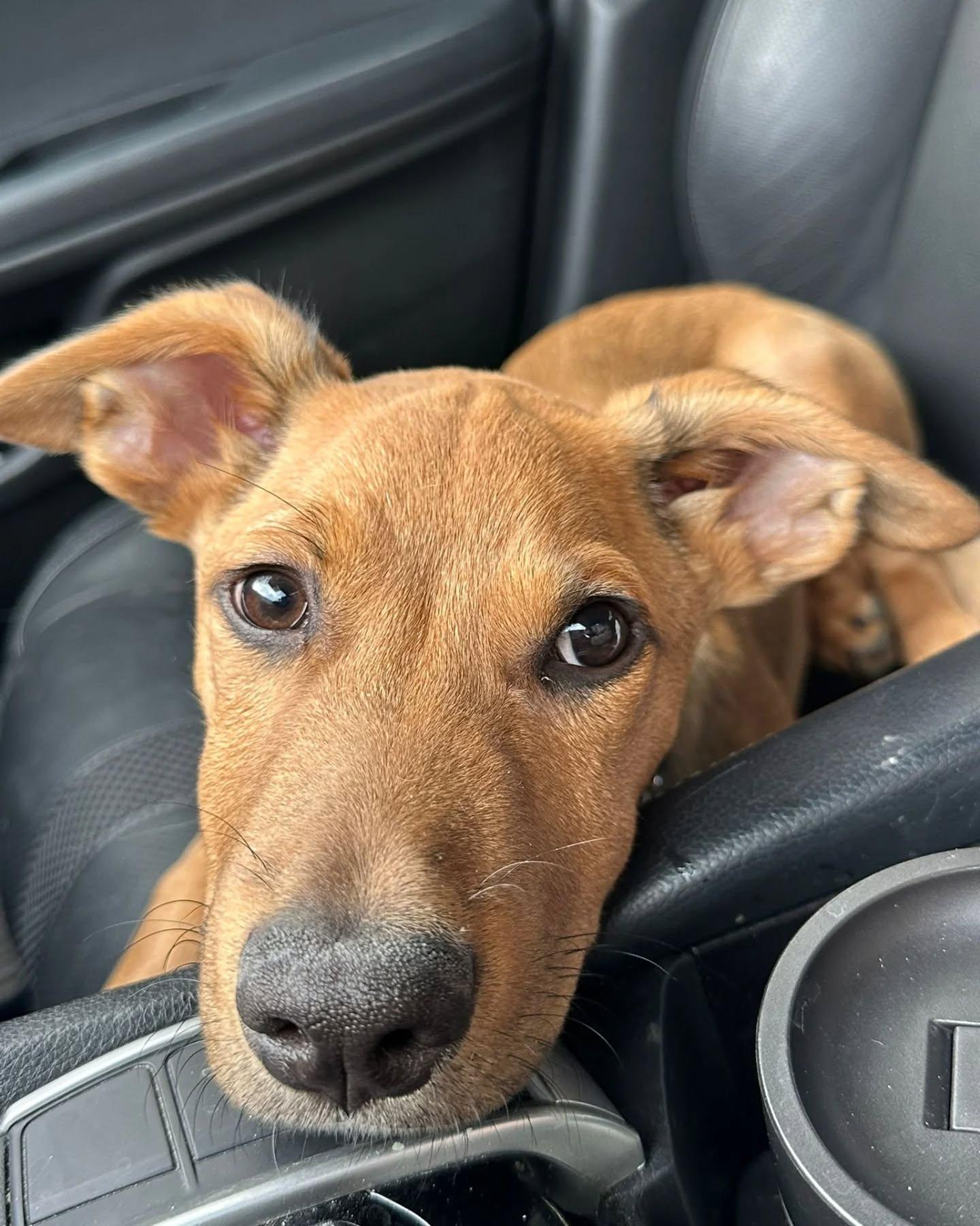 Grant, adopted, Puppy Male Mixed Breed.