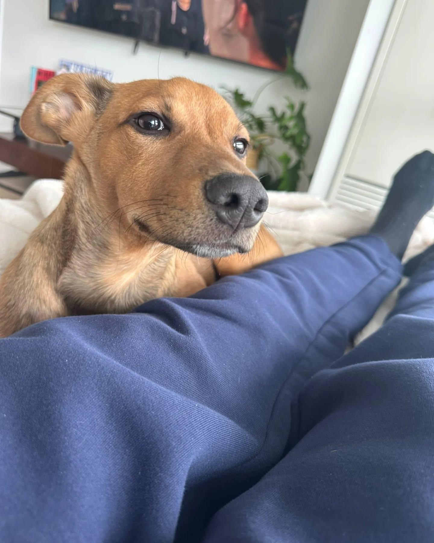 Enlarge Grant, an adopted Mixed Breed in Etobicoke, ON image 2/6